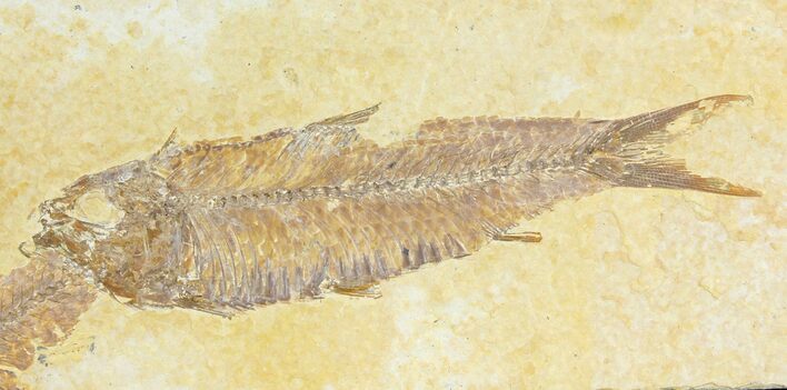 Fossil Fish (Knightia) - Wyoming #136773